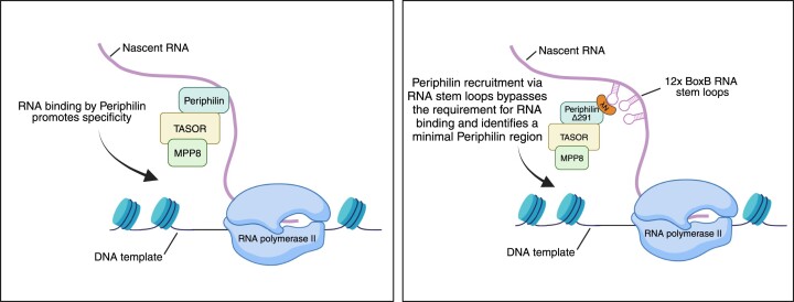 Graphic abstract for 'RNA binding by Periphilin plays an essential role in initiating silencing by the HUSH complex'