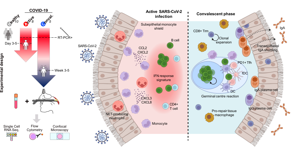 Graphic abstract for ‘Temporal profiling of human lymphoid tissues reveals coordinated defense against viral challenge’