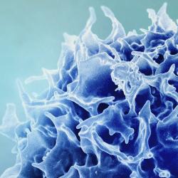 Colorized scanning electron micrograph of a T lymphocyte  (also known as a T cell) (blue). Credit: NIAID