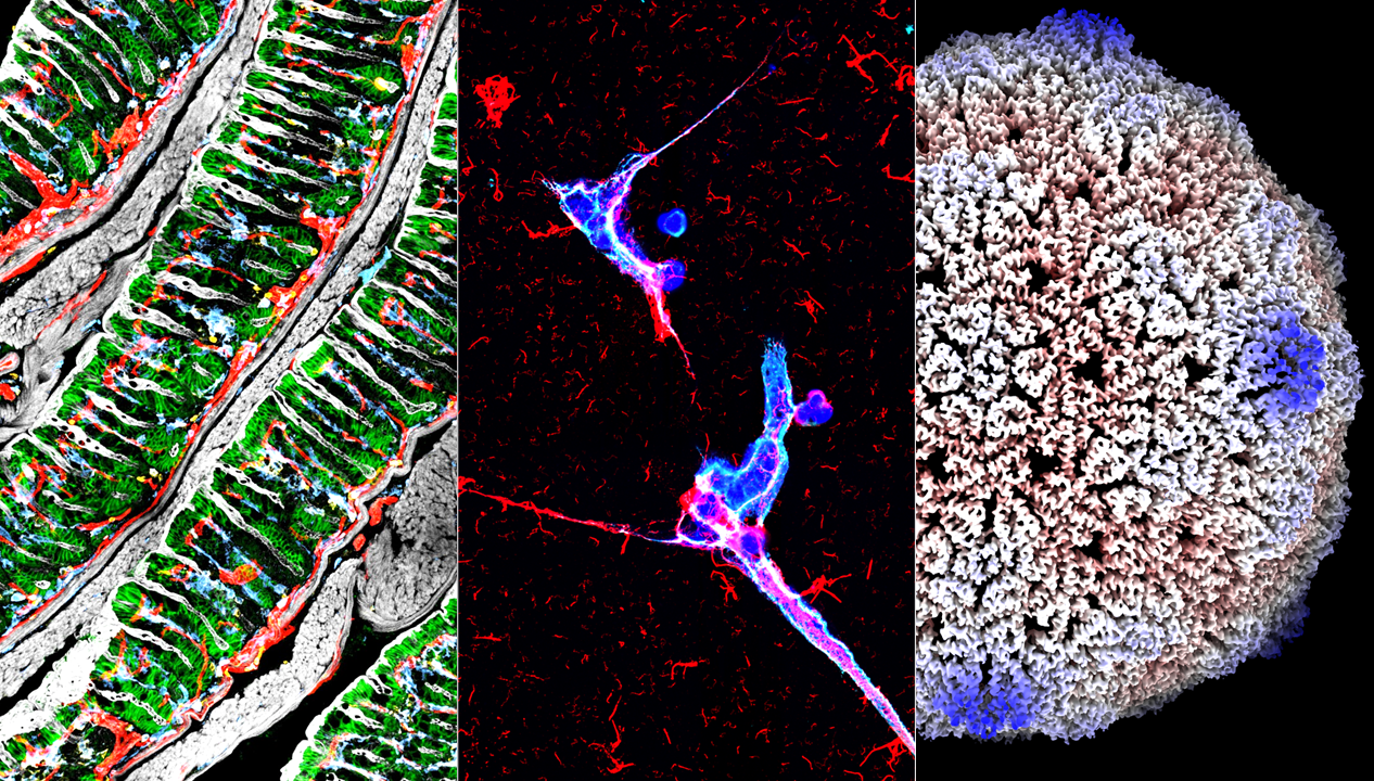 Scientific cell image montage