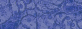 Cell illustration