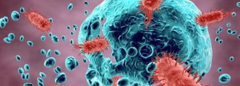 Gut bacterium